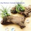 苔やエアプランツを添えて　横にするか、縦にするか - 画像 (4)