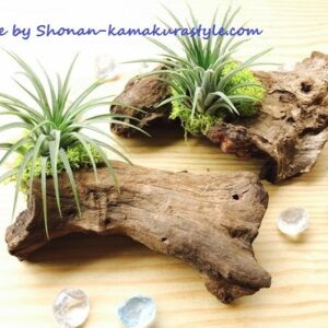 苔やエアプランツを添えて　横にするか、縦にするか