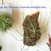 苔やエアプランツを添えて　横にするか、縦にするか - 画像 (5)