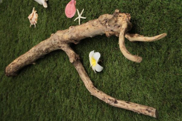 二つと同じ形のない自然が生み出したオブジェ - 画像 (3)