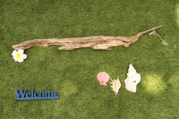アクセントとなっているのが 流木です - 画像 (2)