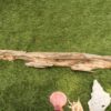 アクセントとなっているのが 流木です - 画像 (3)