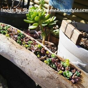 コーティングして和風インテリアに。 また多肉植物とも相性がピッタリ