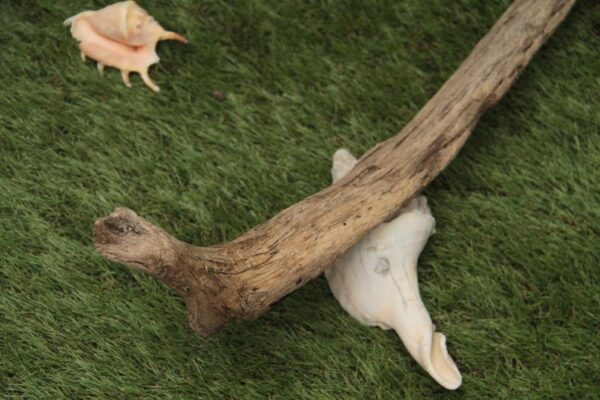 形の良い流木でフェイクグリーンやオーナメント - 画像 (4)