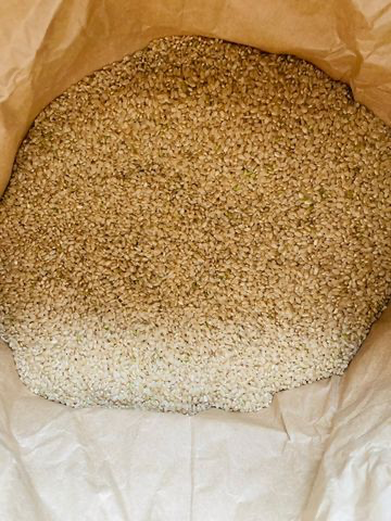 令和6年新米）京都こだわり玄米「キヌヒカリ」5kg（栽培期間中農薬不 