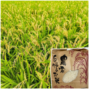 （令和6年新米）京都こだわりのお米「キヌヒカリ」５kg（栽培期間中農薬不使用及び減農薬）※税込送料のみ