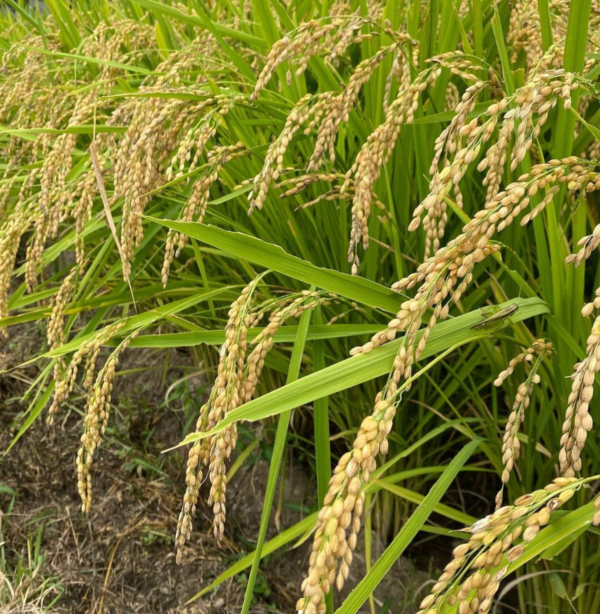 （令和6年新米）京都こだわりのお米「キヌヒカリ」５kg（栽培期間中農薬不使用及び減農薬）※税込送料のみ - 画像 (2)