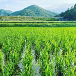 地産地消（お取り寄せ）