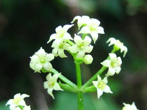 茜染めのストール〜日本古来の草木染め〜 - 画像 (6)